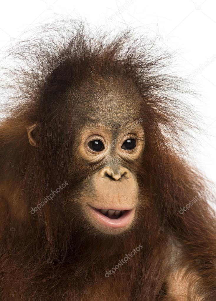 Close-up of a young Bornean orangutan, Pongo pygmaeus, 18 months