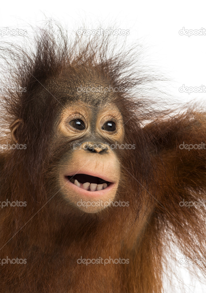Close-up of a young Bornean orangutan, mouth opened, Pongo pygma