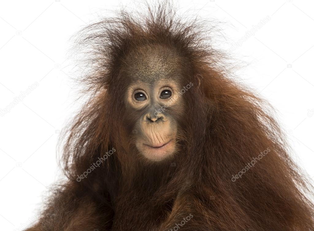 Young Bornean orangutan looking impressed, Pongo pygmaeus, 18 mo