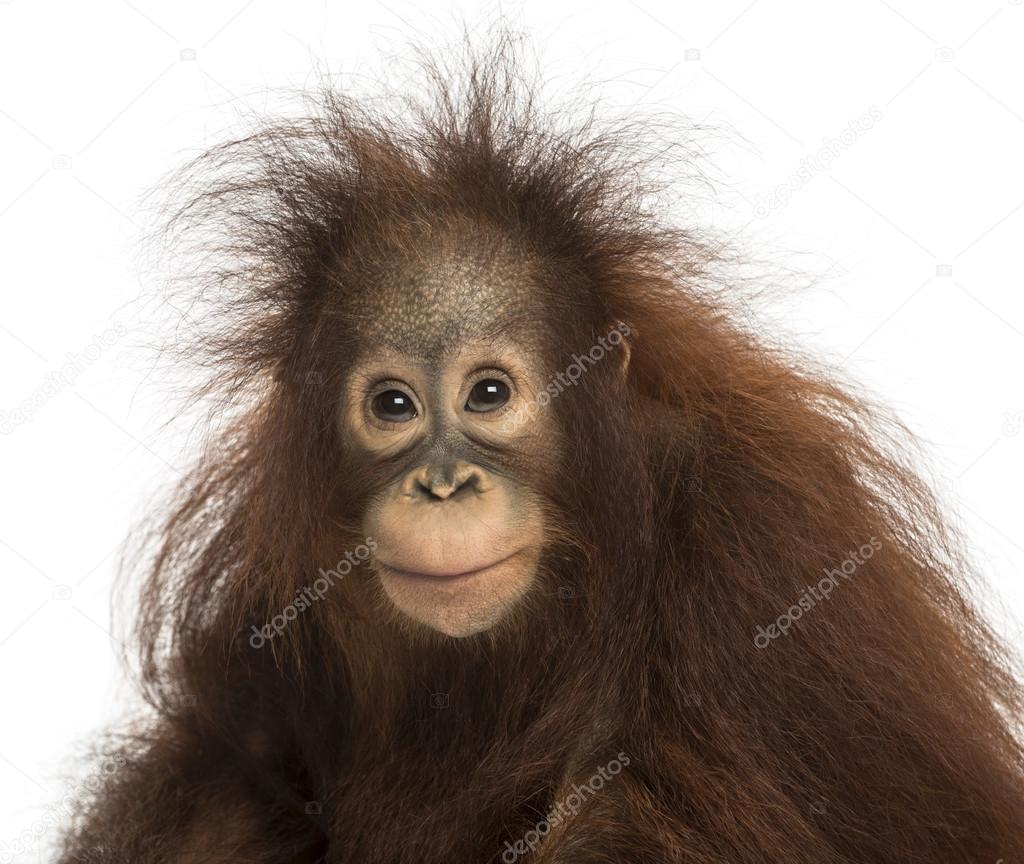 Young Bornean orangutan looking at the camera, Pongo pygmaeus, 1