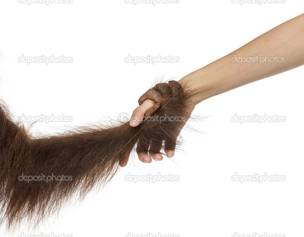 Close-up of a young Bornean orangutan's hand holding a human han