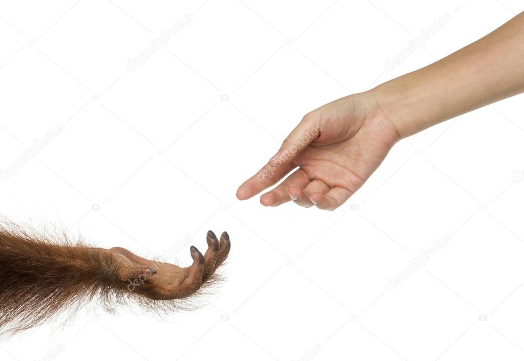 Bornean orangutan and human hands reaching at each other, Pongo 