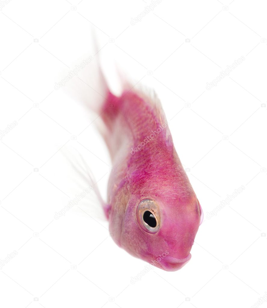 Pink fresh water fish swimming down, isolated on white