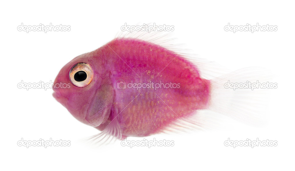 Side view of a pink fresh water fish swimming, isolated on white