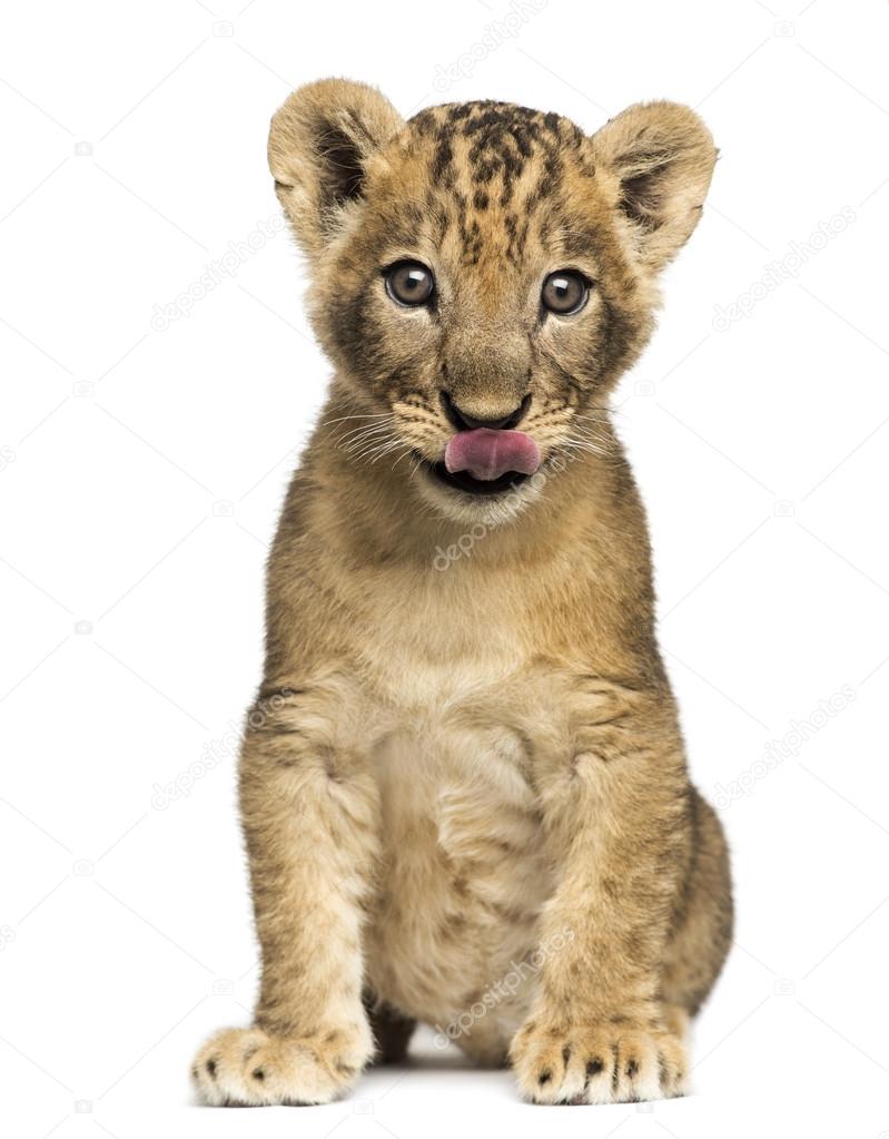 Lion cub sitting, licking, 7 weeks old, isolated on white