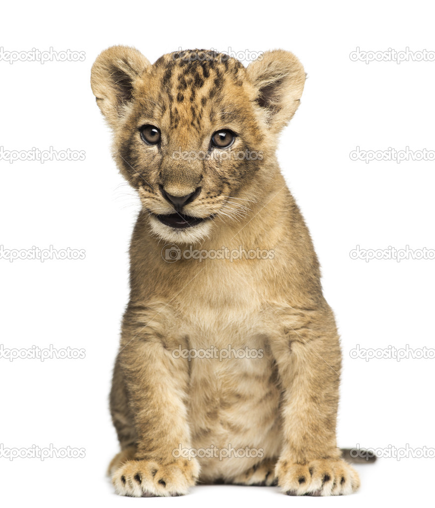 Lion cub sitting, 7 weeks old, isolated on white