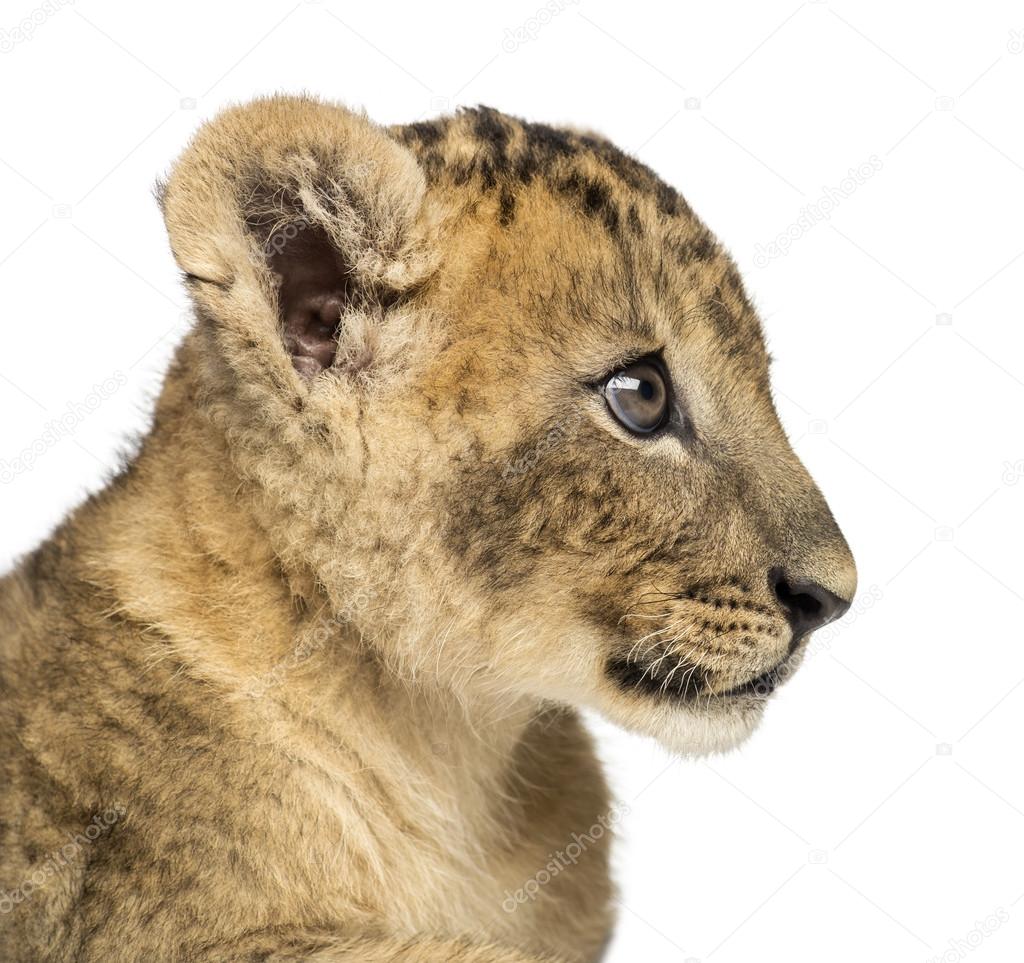 Close-up of a Lion cub profile, 7 weeks old, isolated on white
