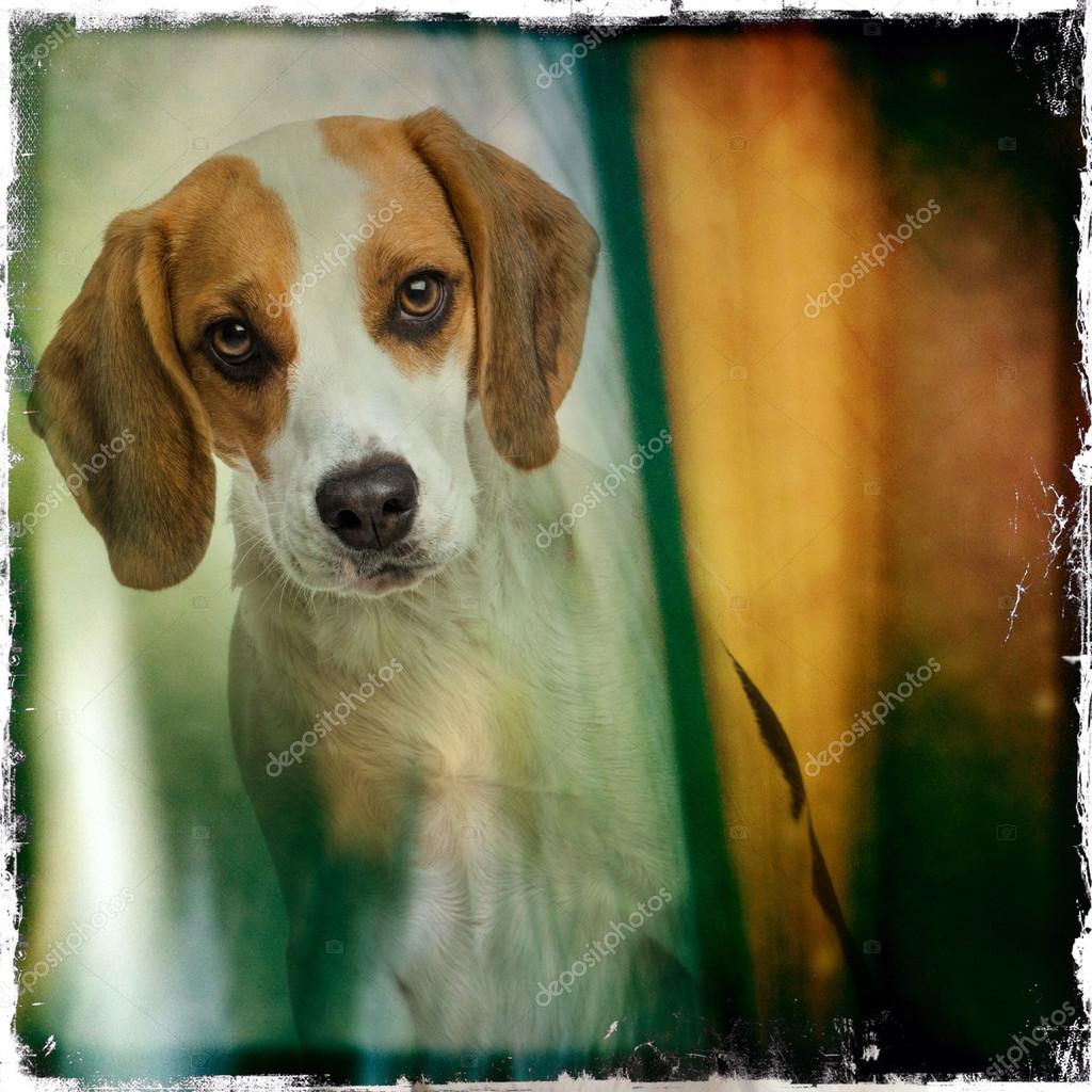 背景色の不潔なものにビーグル犬の子犬のクローズ アップ ストック写真 C Lifeonwhite