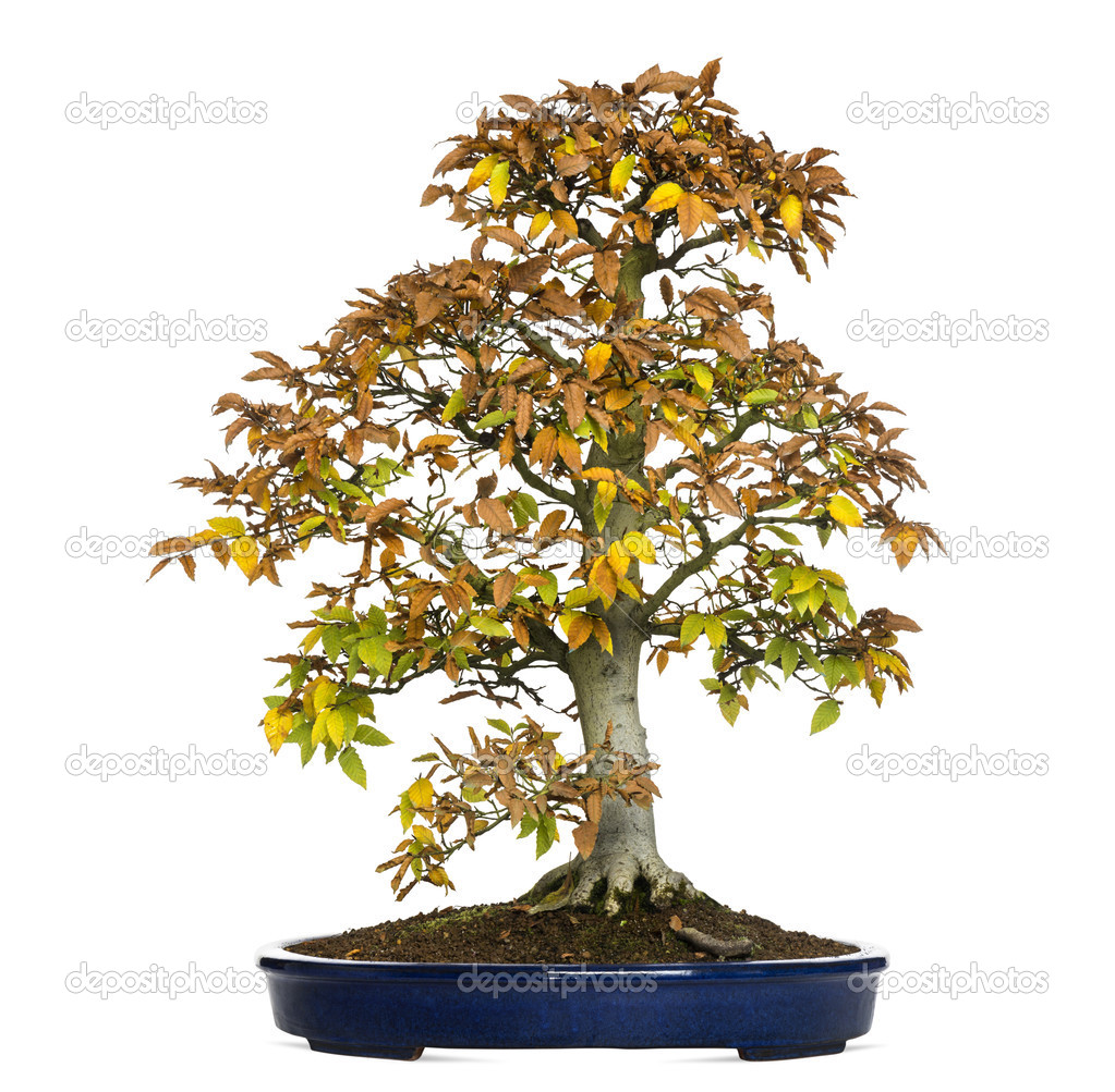 Beech bonsai tree, Fagus, isolated on white