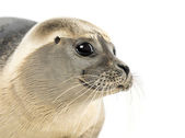 Nahaufnahme einer Gemeinen Robbe, phoca vitulina, 8 Monate alt, isoliert