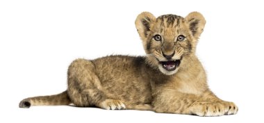 Side view of a Lion cub lying, roaring, 10 weeks old, isolated o clipart