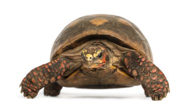 Front view of a Red-footed tortoise, Chelonoidis carbonaria, iso clipart