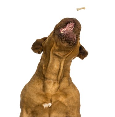 bir dogue de bordeaux alıcı gıda yakın çekim, ağzını açtı, ISO