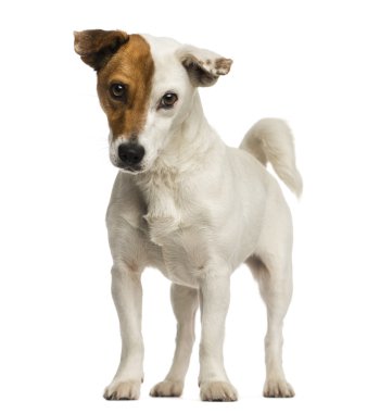 jack russel terrier ayakta, üzerinde izole kamera bakıyor