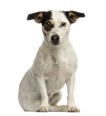 jack russel terrier oturma, üzerinde izole kamera bakıyor 