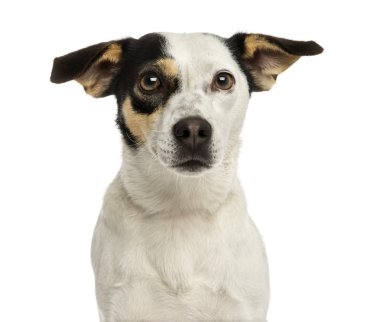 yakın çekim bir Jack russel terrier, beyaz izole