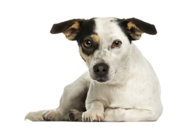 jack Russel terrier yalan, wh izole kamera bakıyor