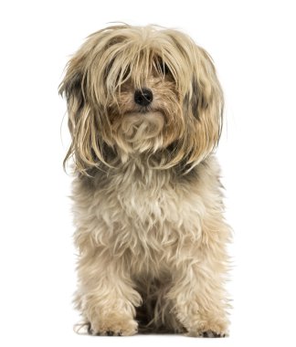 bir yorkshire terrier oturmuş, üzerinde beyaz izole önden görünümü