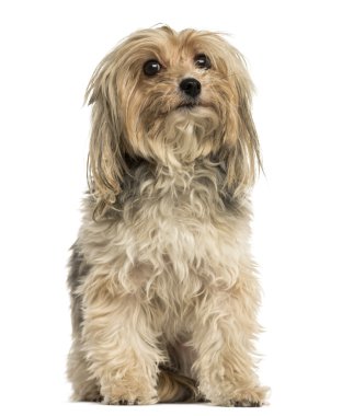bir yorkshire terrier oturmuş, üzerinde beyaz izole önden görünümü