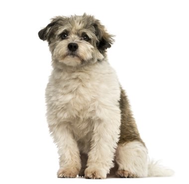 köpek oturma, üzerinde beyaz izole kamera bakıyor crossbreed