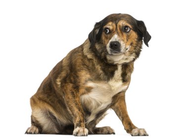 Crossbreed dog sitting, looking intimidated, isolated on white clipart
