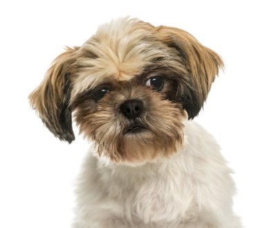 beyaz izole bir shih tzu Close-Up