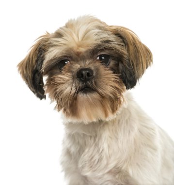 yakın çekim üzerinde beyaz izole kamera bakıyor bir shih Tzu