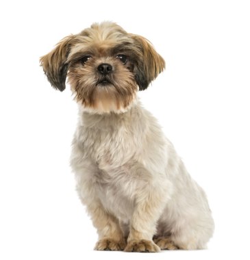 shih tzu oturma, üzerinde beyaz izole kamera bakıyor