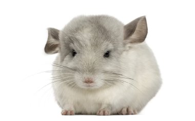 chinchilla, üzerinde beyaz izole