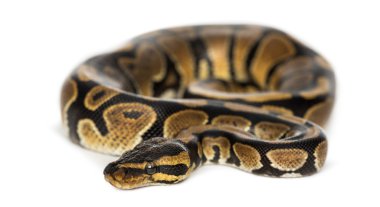royal python python regius, üzerinde beyaz izole