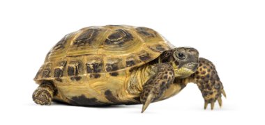 horsfield'ın kaplumbağa, testudo horsfieldii, üzerinde beyaz izole
