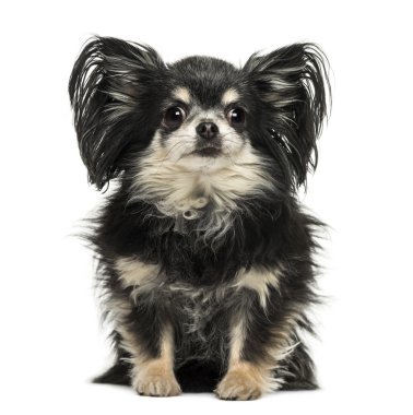 uzun saçlı chihuahua oturma, üzerinde izole kamera bakıyor 