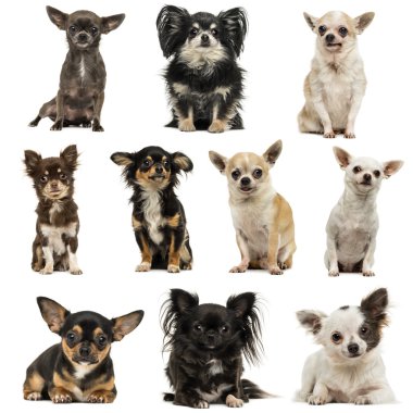 beyaz izole chihuahuas bileşimi