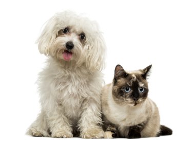 beyaz izole, Malta nefes nefese ve birman kedisi