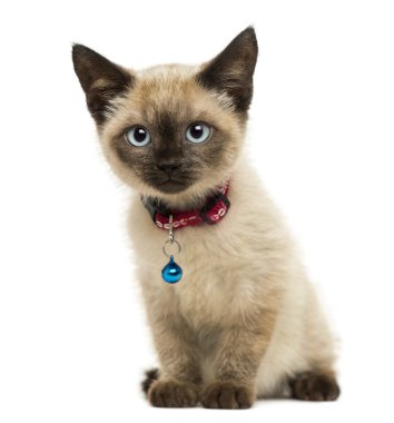 oturmuş, kamera, 3 arayan Amerikan polydactyl yavru kedi mont