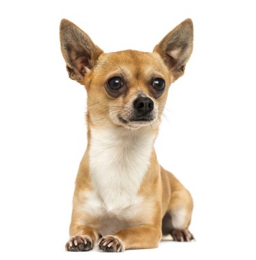 chihuahua, yalan, seyir 2 yaşında WHI izole