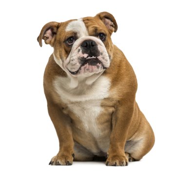 Engels bulldog tonen tanden, zittend, 1 jaar oud, geïsoleerd opİngilizce bulldog otururken, diş, 1 yaşında, gösterilen olarak izole 