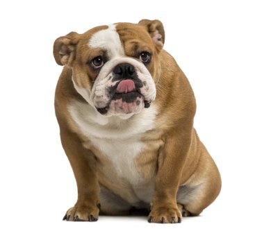 İngilizce bulldog oturmuş, yalama, 1 yaşında, izole üzerinde beyaz
