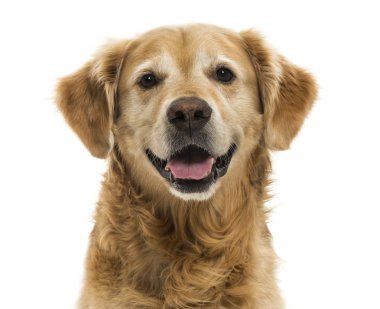 nefes nefese bir golden retriever close-up, 11 yıl yaşlı, izole. 