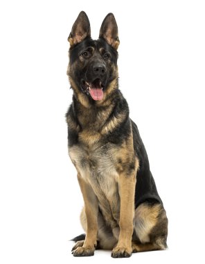 Belçika çoban köpeği nefes nefese, otururken, 15 ay yaşlı, o izole