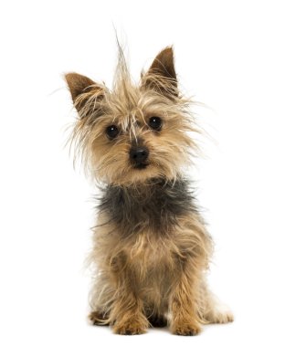 Yorkshire terrier ile bir sorguç, oturmuş, kamera, 1 arıyor