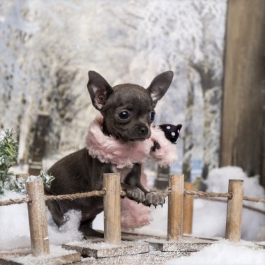 bir winte bir köprü üzerinde duran pembe eşarp ile Chihuahua köpek yavrusu