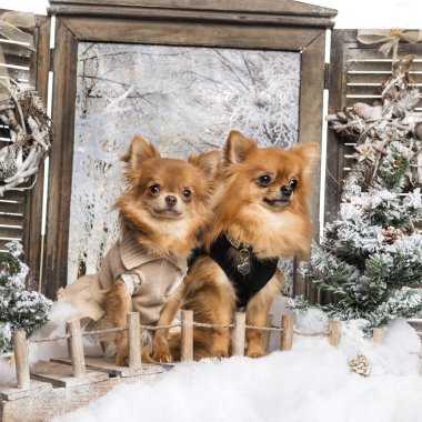 Two dressed-up Chihuahuas on a bridge, in a winter scenery clipart