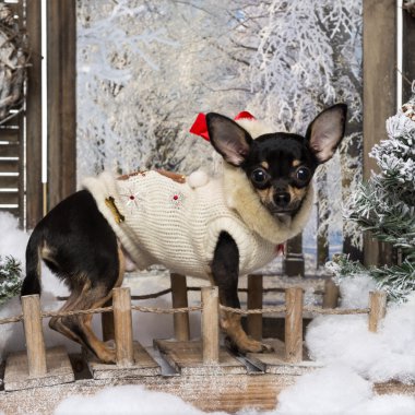 Kış sahneleri bir köprü üzerinde giyinmiş chihuahua köpek duran