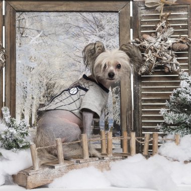 Köpek 9 aylık bir kış manzarası içinde giyinmiş Çin Tepeli