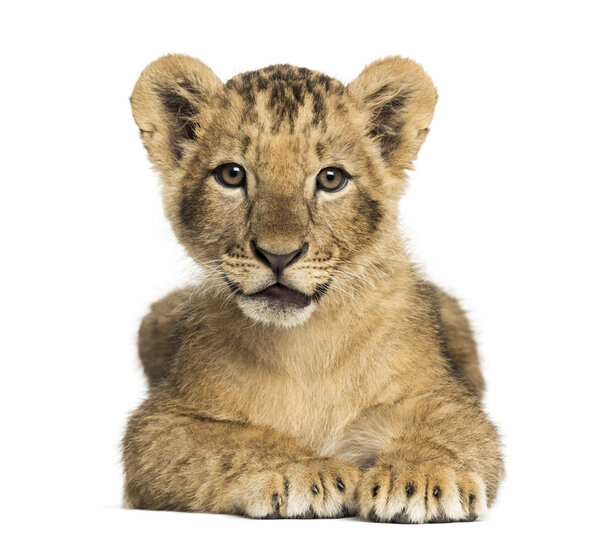 Lion cub living, looking to the camera, 10 weeks old, along on
