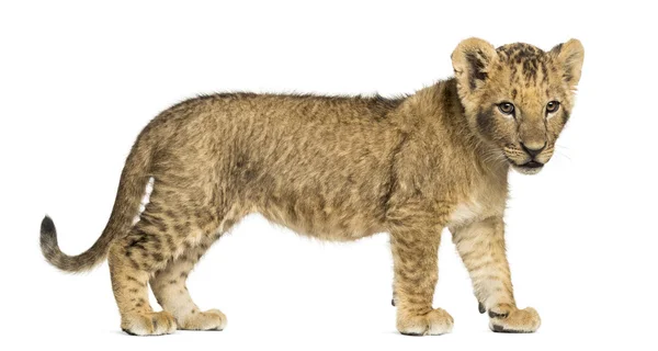 Side view of a Lion cub standing, looking down, 10 weeks old, is — Stock Photo, Image