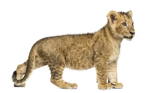 Vista lateral de un cachorro de León de pie, mirando hacia otro lado, 10 semanas de edad, es —  Fotos de Stock