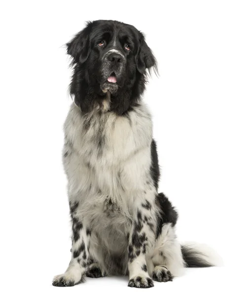 Neufundländerhund sitzend, keuchend, aufblickend, 2 Jahre alt, isol — Stockfoto