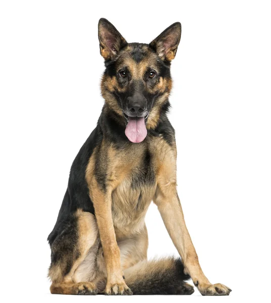 German Shepherd dog sitting, panting, looking at the camera, 4 y — Stock Photo, Image